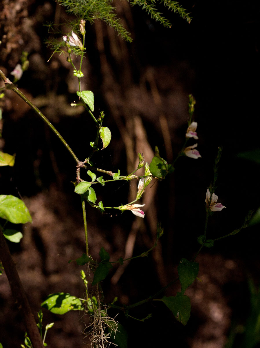 Isoglossa milanjiensis