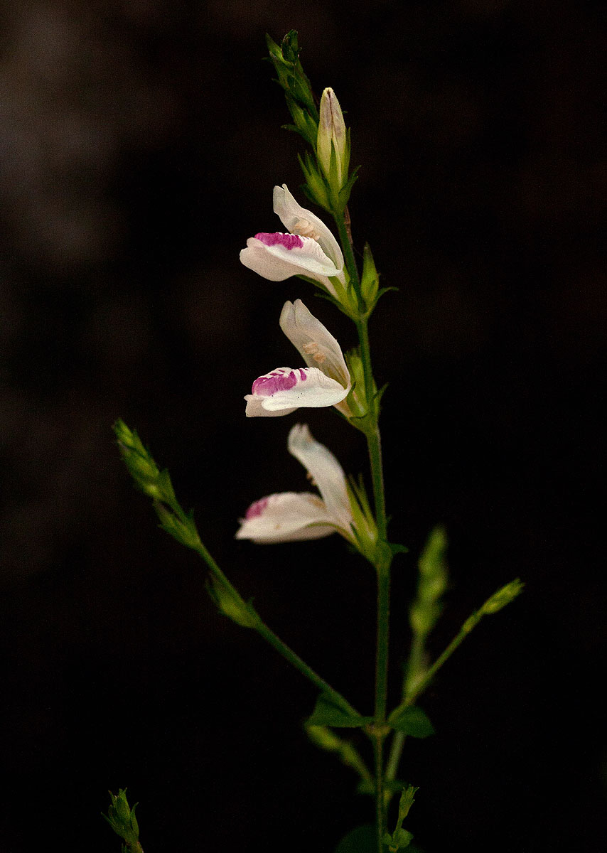 Isoglossa milanjiensis