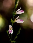 Isoglossa milanjiensis