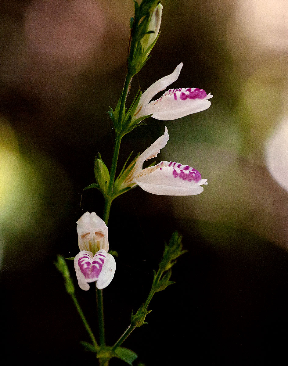 Isoglossa milanjiensis