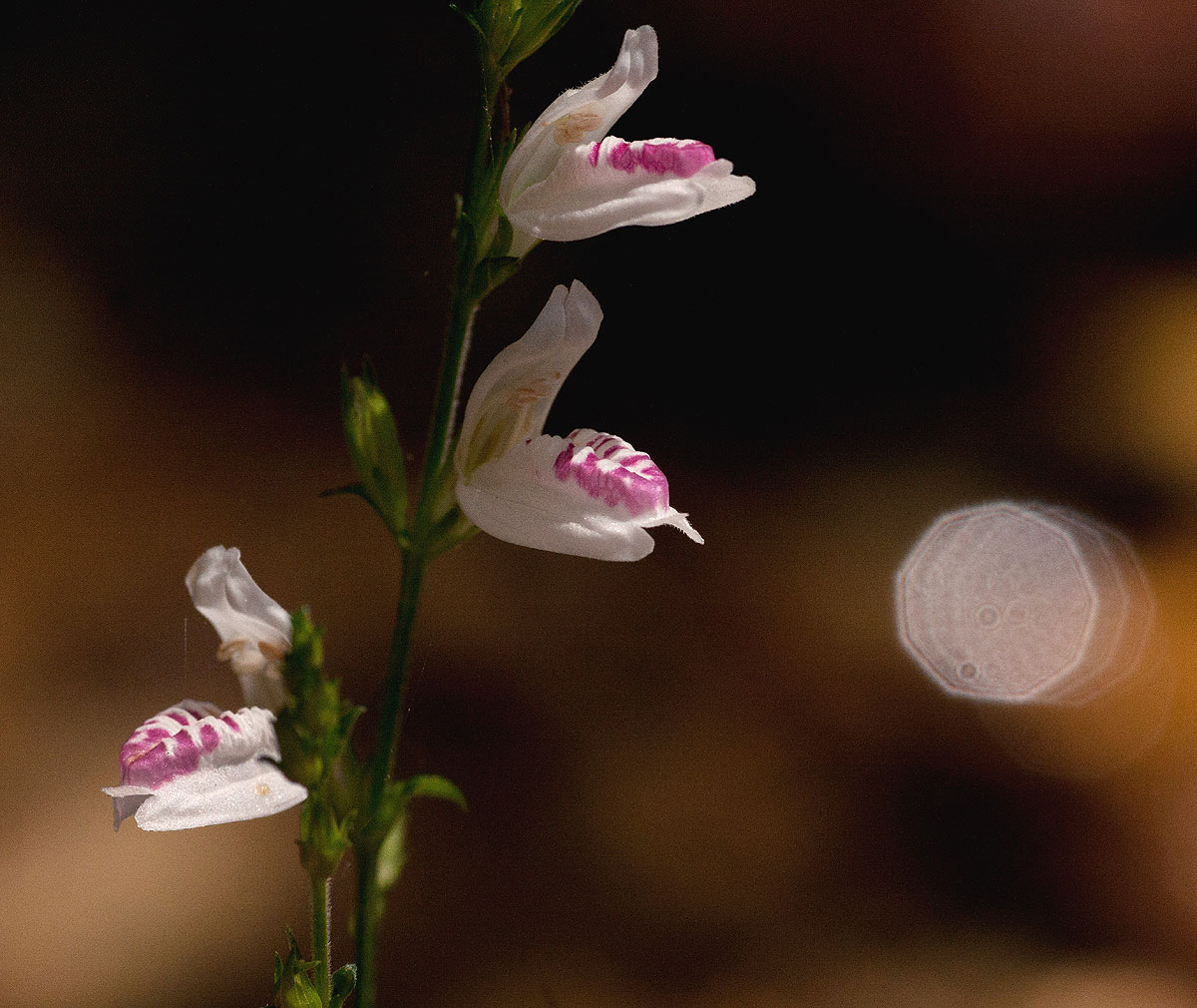 Isoglossa milanjiensis