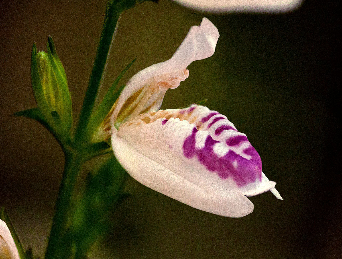Isoglossa milanjiensis