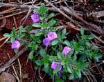 Justicia elegantula