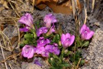 Justicia elegantula