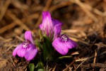 Justicia elegantula