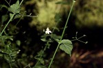 Justicia scandens