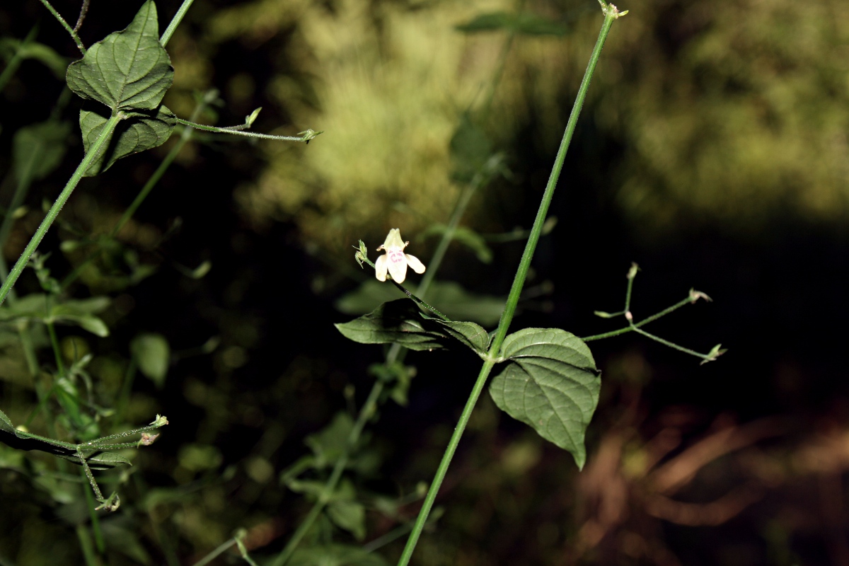 Justicia scandens