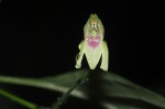 Justicia scandens