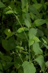 Justicia scandens