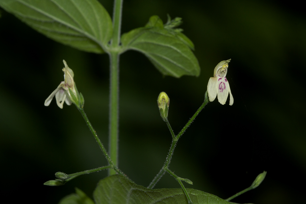 Justicia scandens