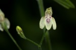 Justicia scandens