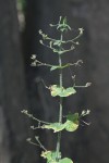 Justicia scandens