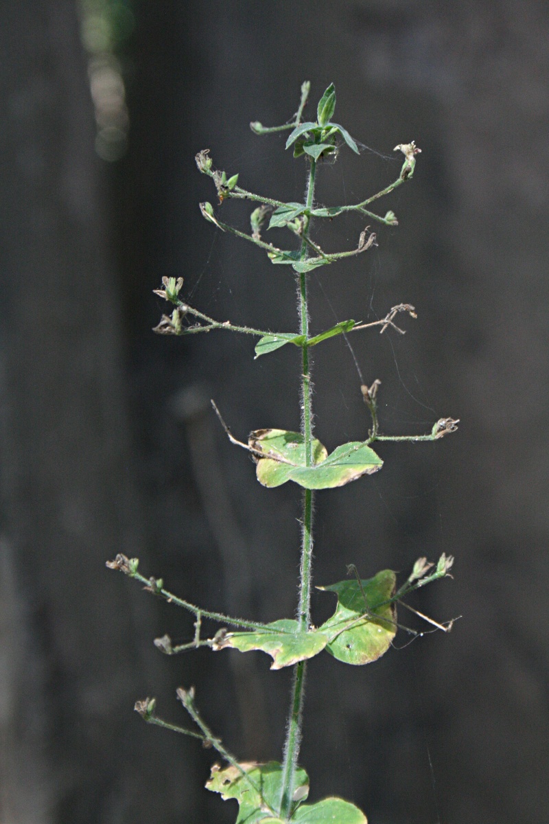 Justicia scandens