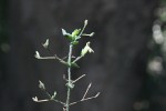 Justicia scandens