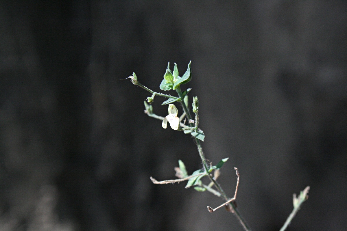 Justicia scandens