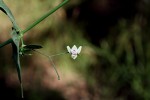 Justicia scandens