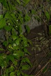 Justicia scandens