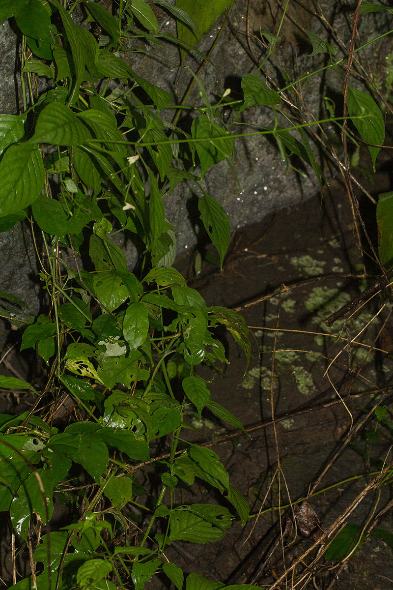 Justicia scandens