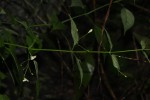 Justicia scandens