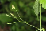 Justicia scandens