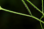 Justicia scandens