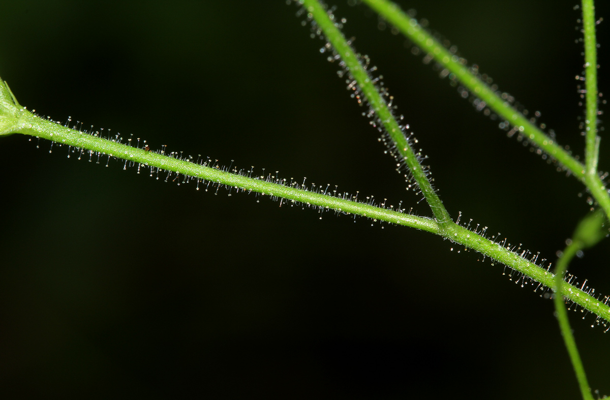 Justicia scandens