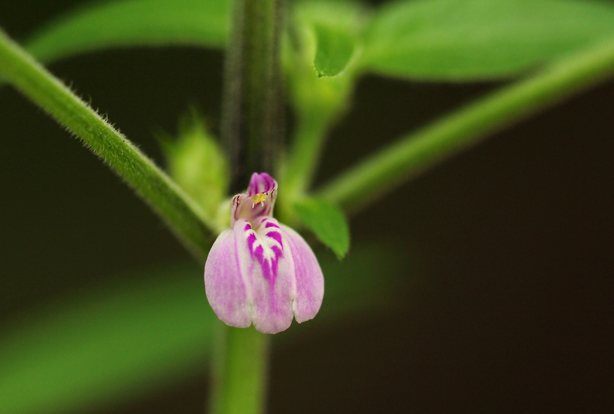 Justicia heterocarpa subsp. dinteri Justicia heterocarpa subsp. dinteri