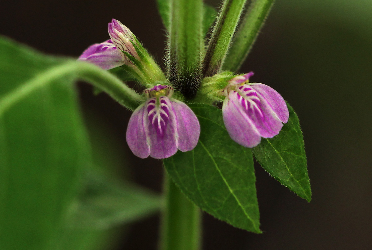 Justicia heterocarpa subsp. dinteri Justicia heterocarpa subsp. dinteri