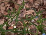 Justicia striata