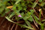 Justicia subcordatifolia