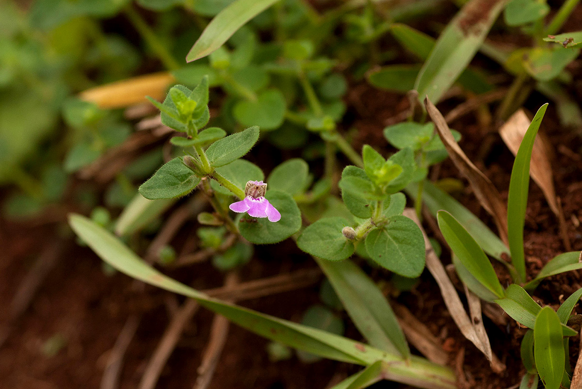 Justicia subcordatifolia