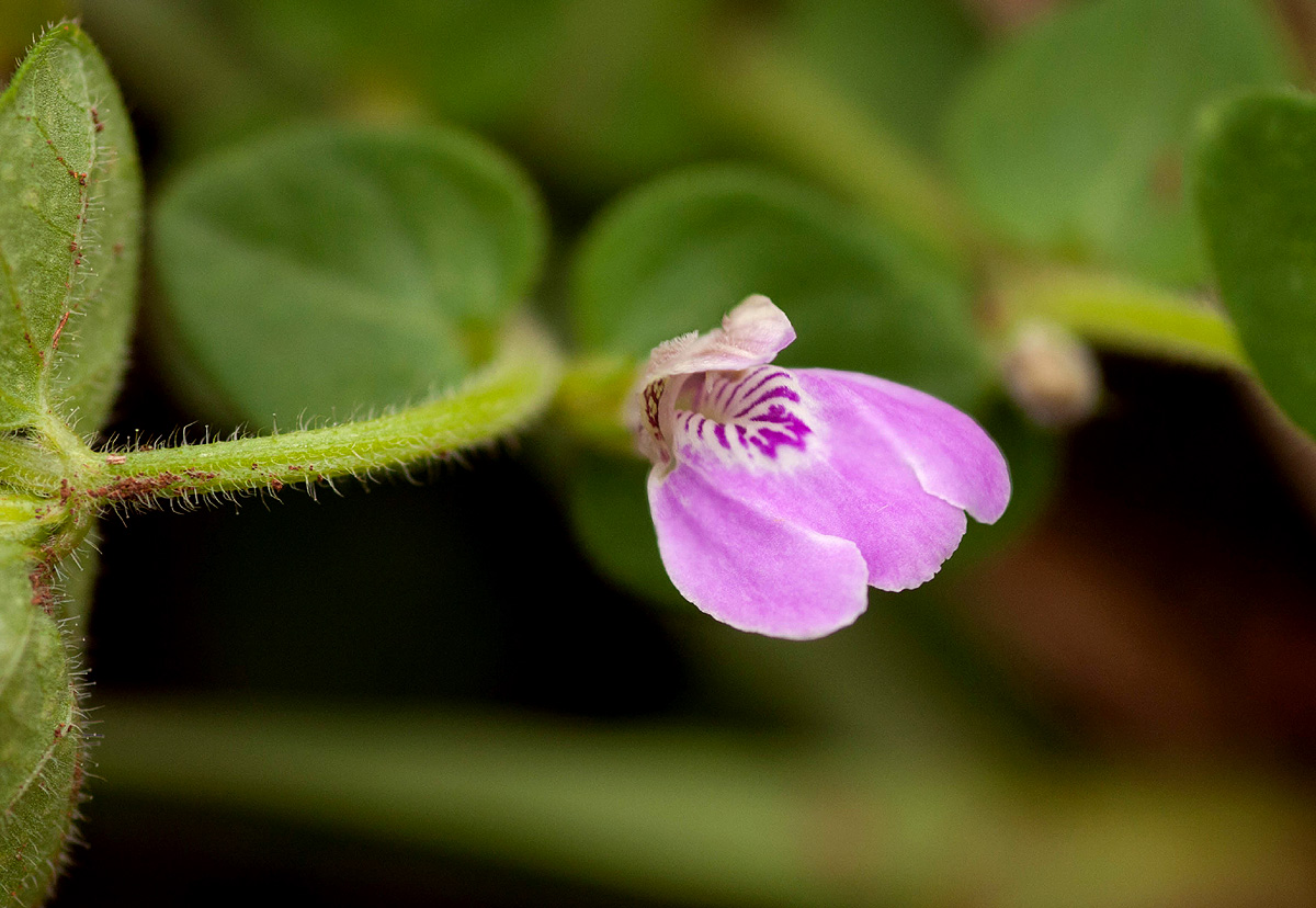 Justicia subcordatifolia