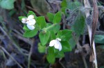 Justicia subcordatifolia