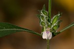 Meiosperma bracteatum