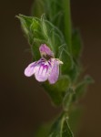 Meiosperma bracteatum