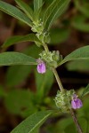 Meiosperma bracteatum