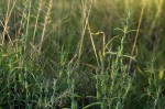 Meiosperma bracteatum