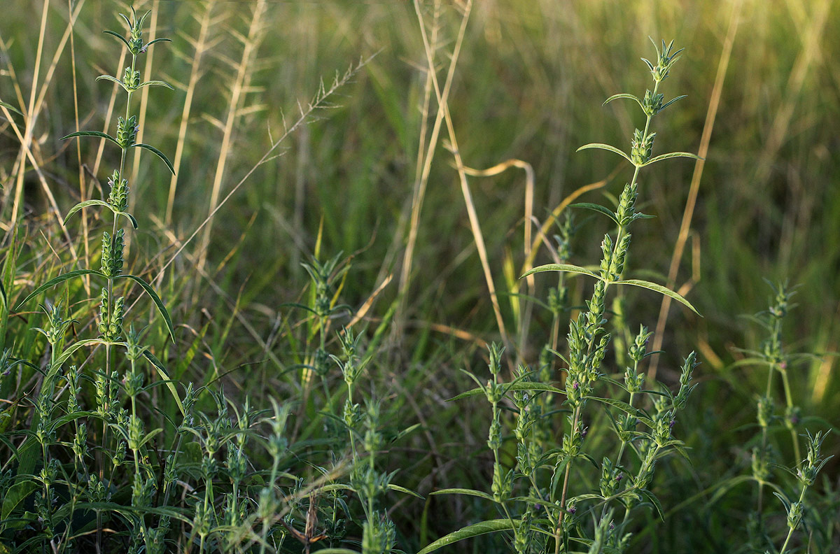 Meiosperma bracteatum