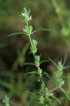 Meiosperma bracteatum