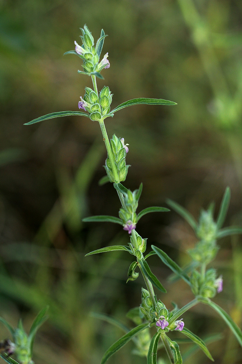 Meiosperma bracteatum