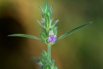 Meiosperma bracteatum