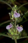 Meiosperma bracteatum