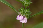 Meiosperma bracteatum
