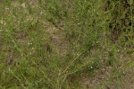 Pogonospermum divaricatum