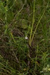 Pogonospermum divaricatum