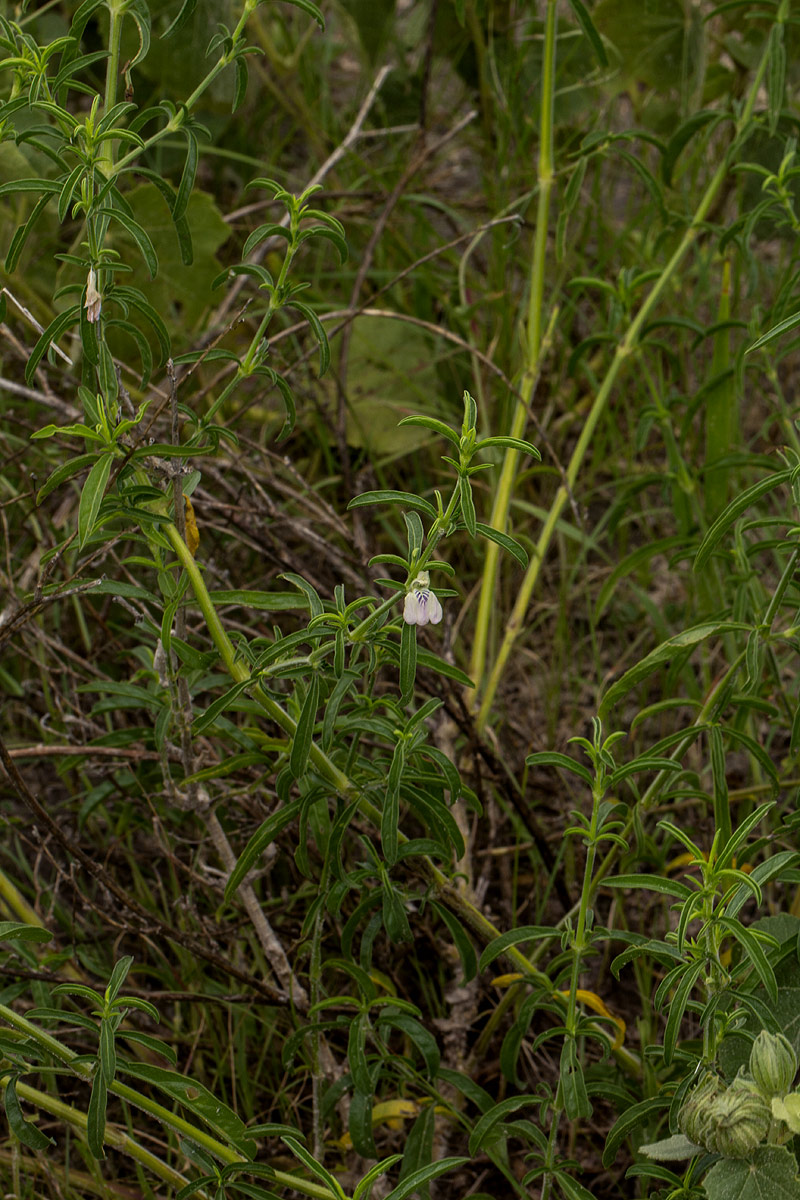 Pogonospermum divaricatum