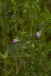 Pogonospermum divaricatum