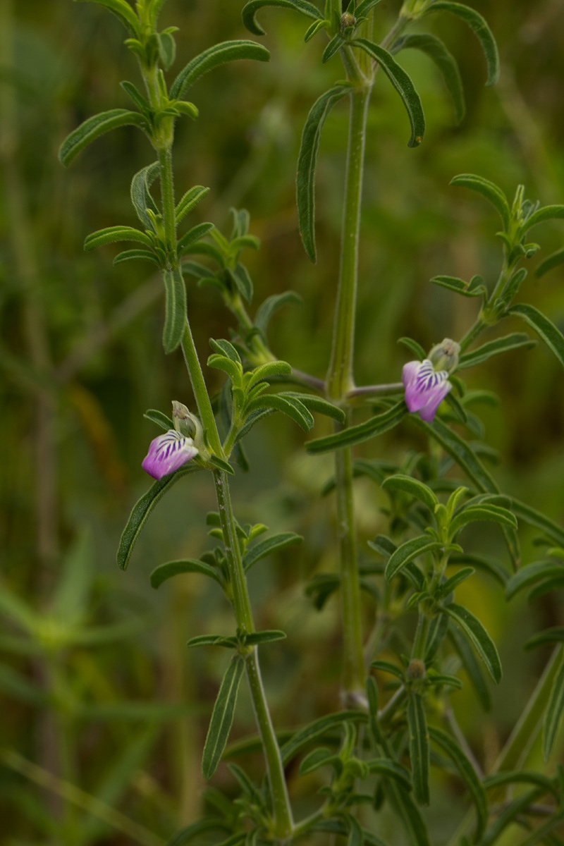 Pogonospermum divaricatum