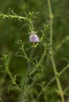 Pogonospermum divaricatum