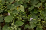 Pogonospermum divaricatum